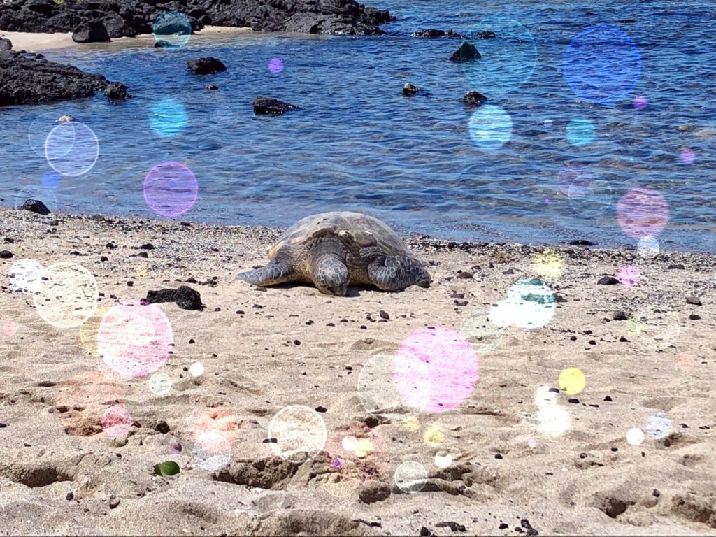 コナ空港近くのカロコ・ホノコハウ国立公園で、ウミガメに出逢う しあわせの種を探して