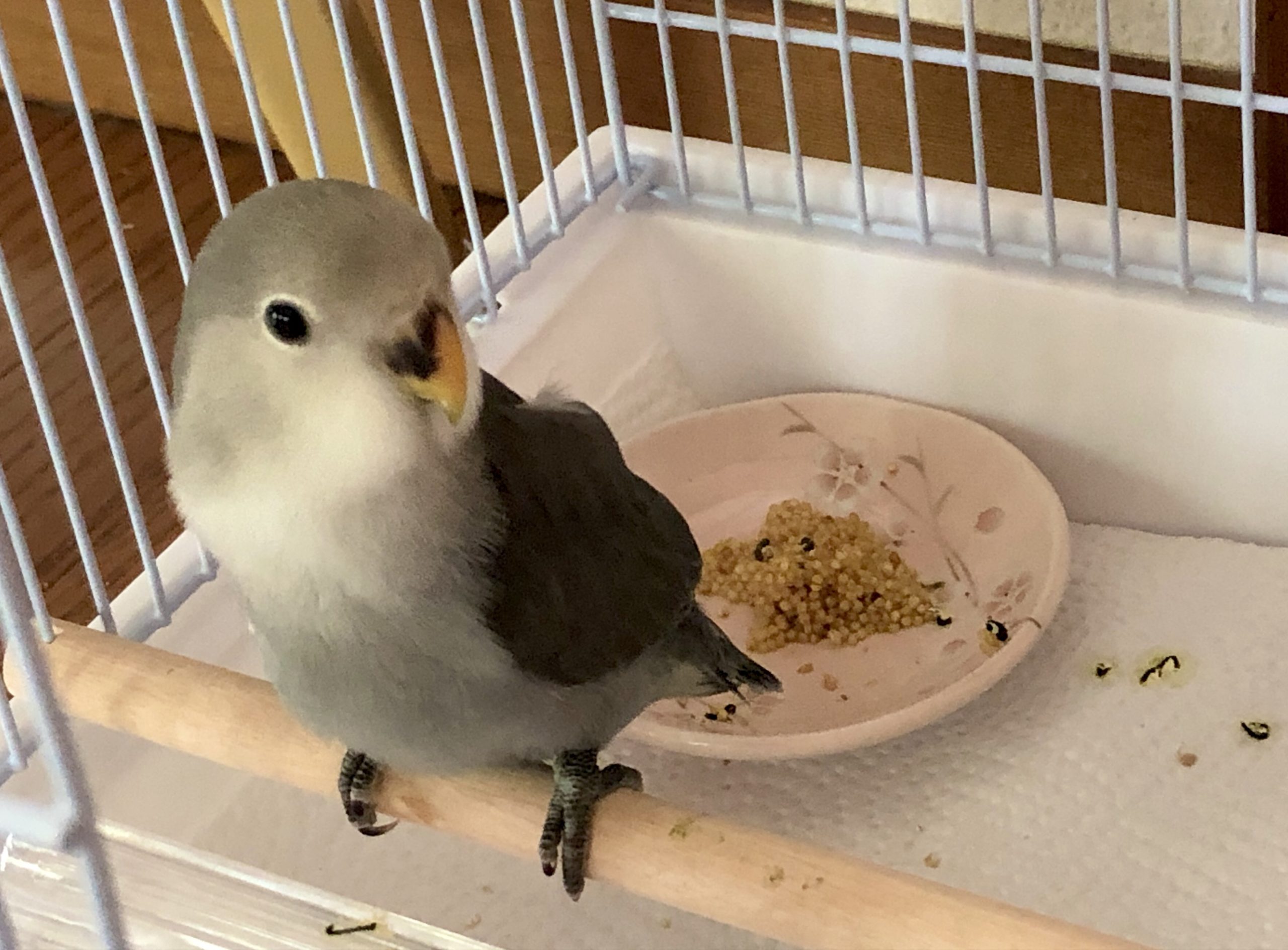 コザクラインコがやってきた しあわせの種を探して