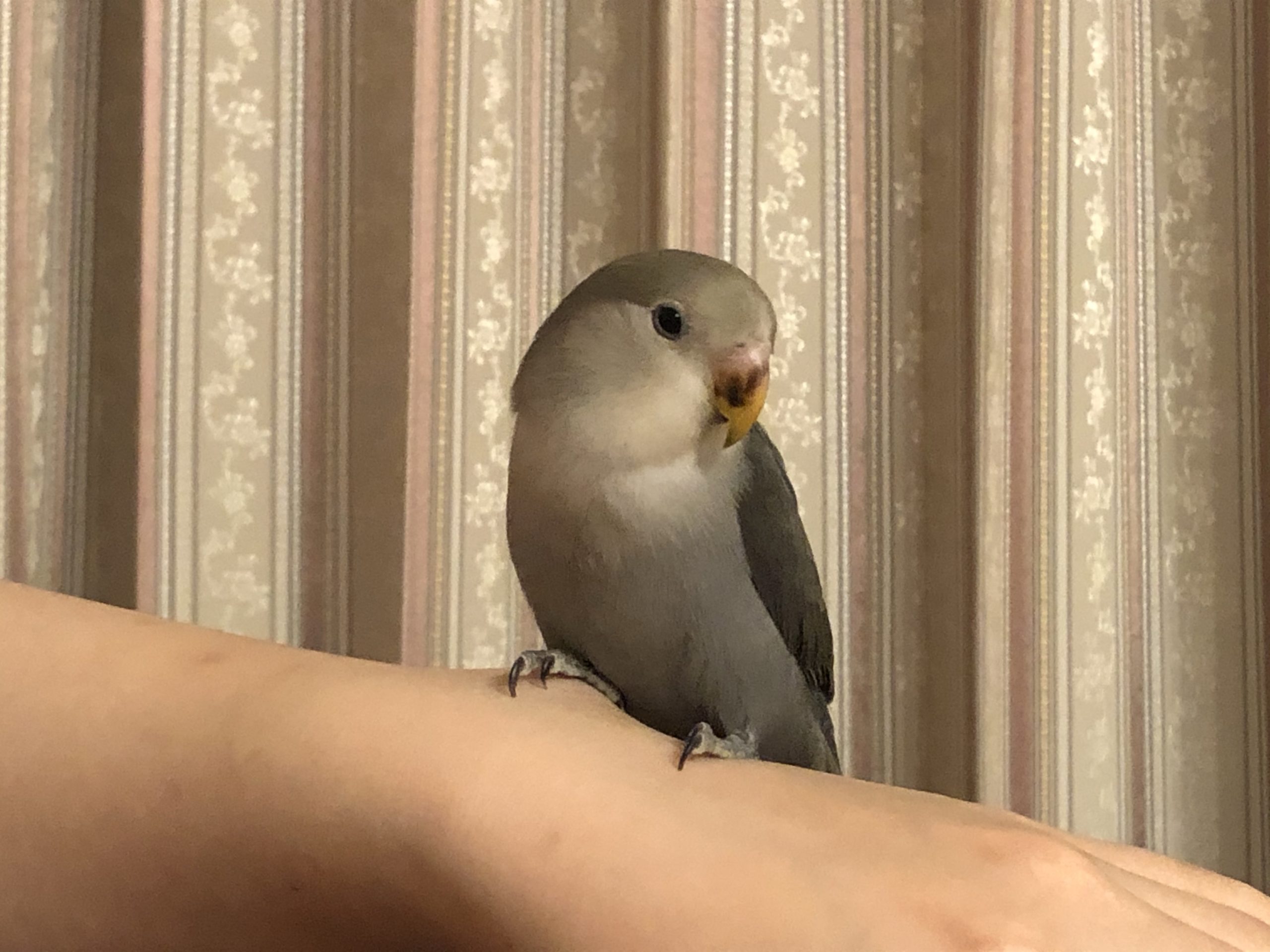 小桜インコのココちゃん 手乗りへの道は遠そう しあわせの種を探して