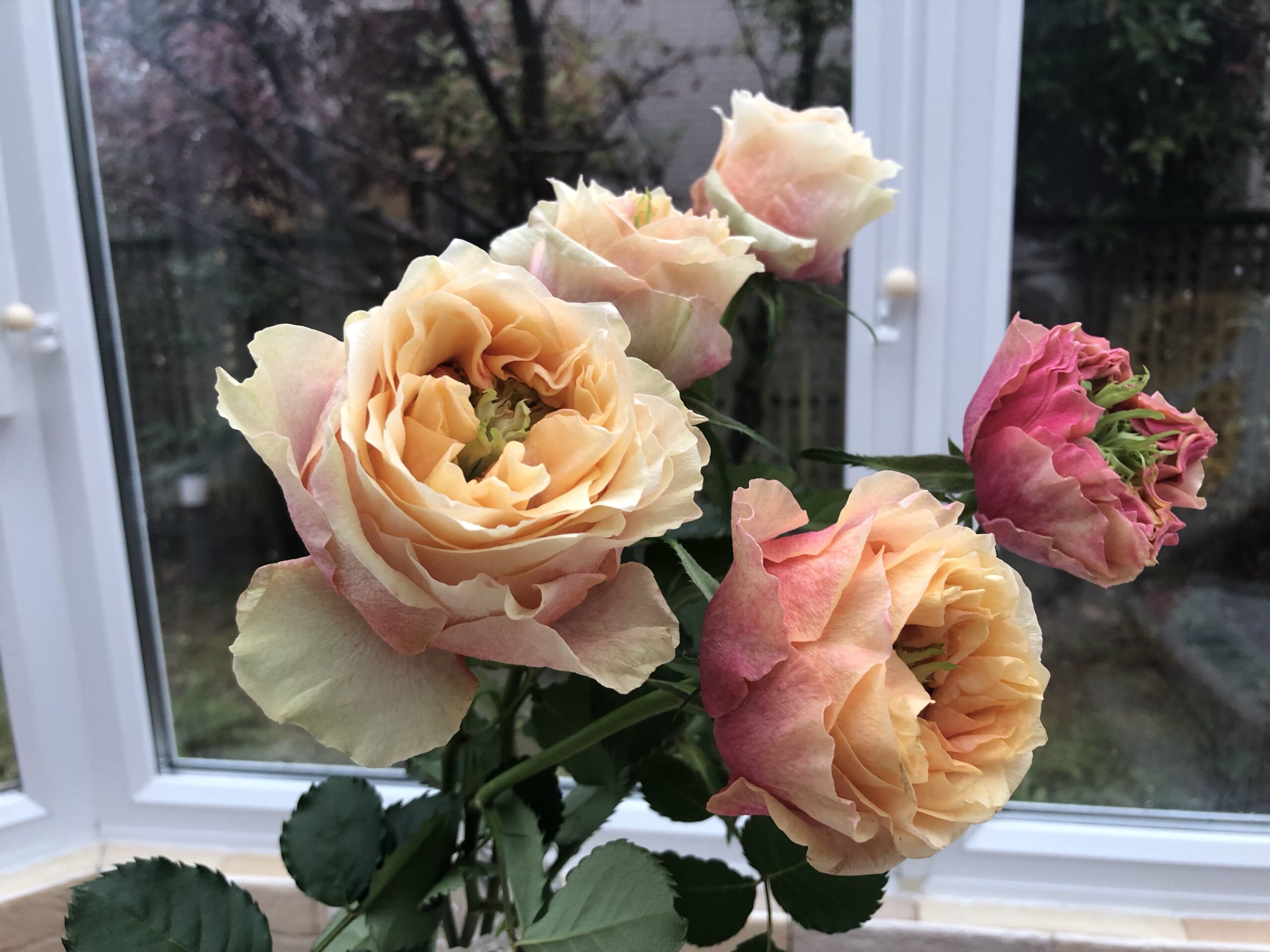 フランコフェラーロ ラメ 薔薇 パール ボレロ レッキス ラビット ファー 変わり咲きのバラ・フォセット – しあわせの種を探して