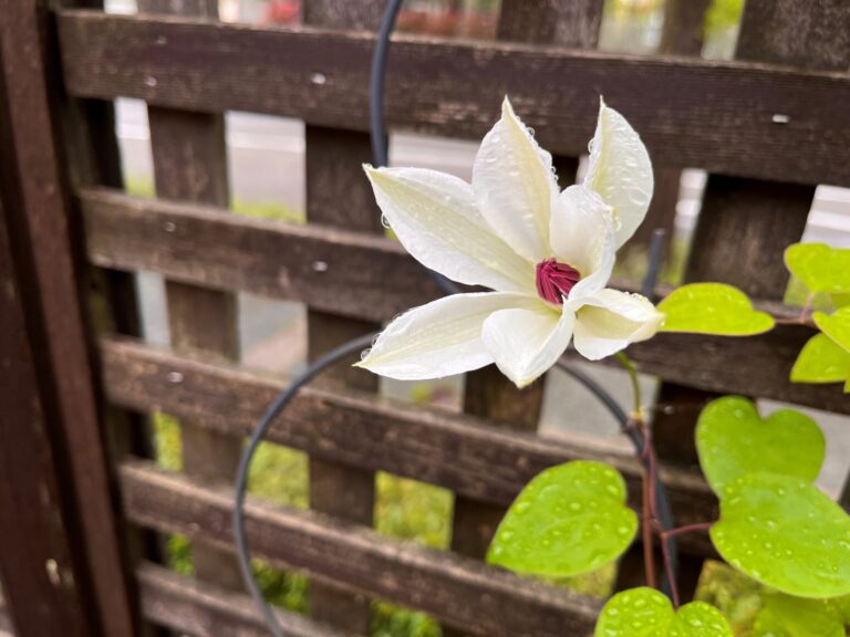 クレマチス